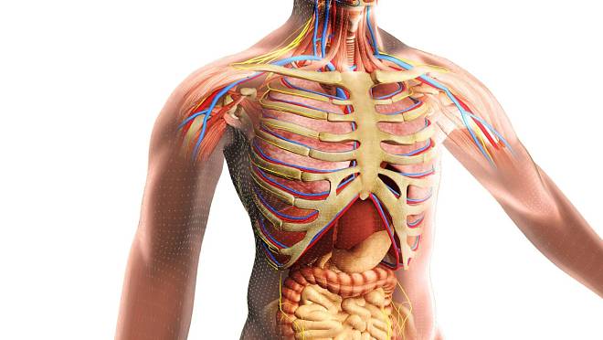 KVÍZ: Poznáte lidský orgán podle jeho funkce? Udělejte si test z biologie nanečisto