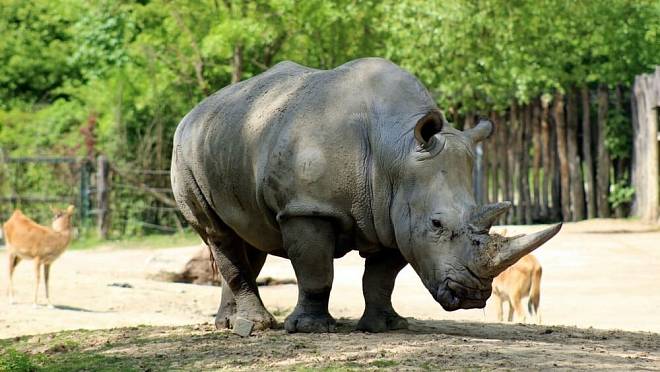 Kam se hrabe Praha. O nejkrásnější ZOO v Česku jste pravděpodobně vůbec neslyšeli