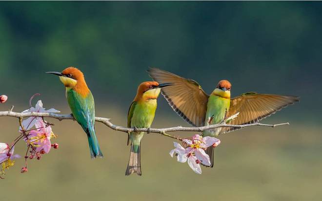 Ptáci ve snech přinášejí zejména dobré zprávy o štěstí, vyléčení a lásce