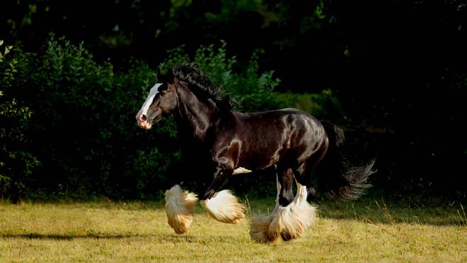 Království na čtyřech nohách: Toto jsou největší koně, co můžete na světě najít