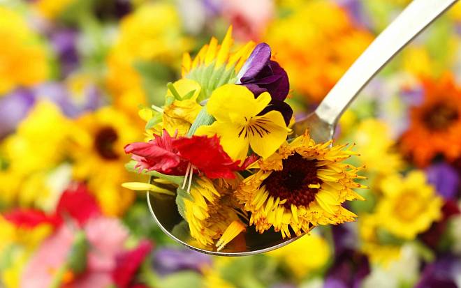 Jedlé a léčivé květiny v zahradě. Jak si je snadno vypěstovat