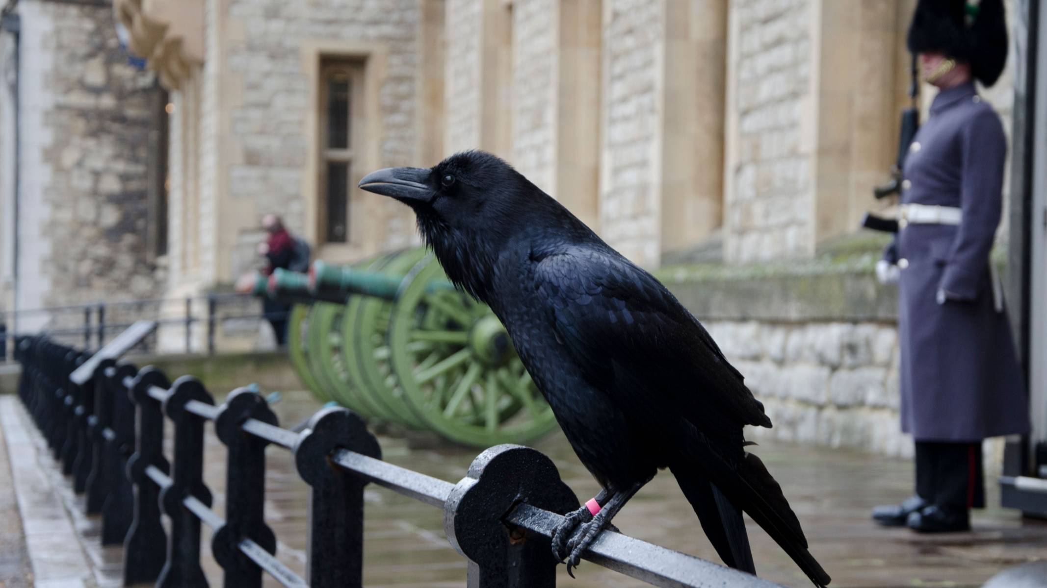 Six ravens. Лондонский Тауэр вороны. Tower of London вороны. Тауэр бифитеры вороны. Черные вороны лондонского Тауэра.