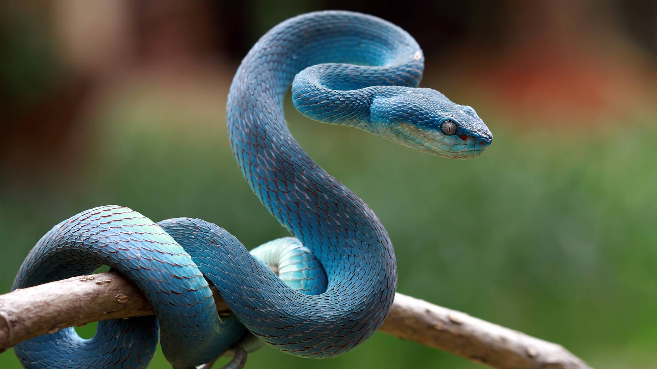Синяя змейка. Голубая куфия змея. Белогубый полоз. Голубая гадюка. Змея Тайпан голубая.