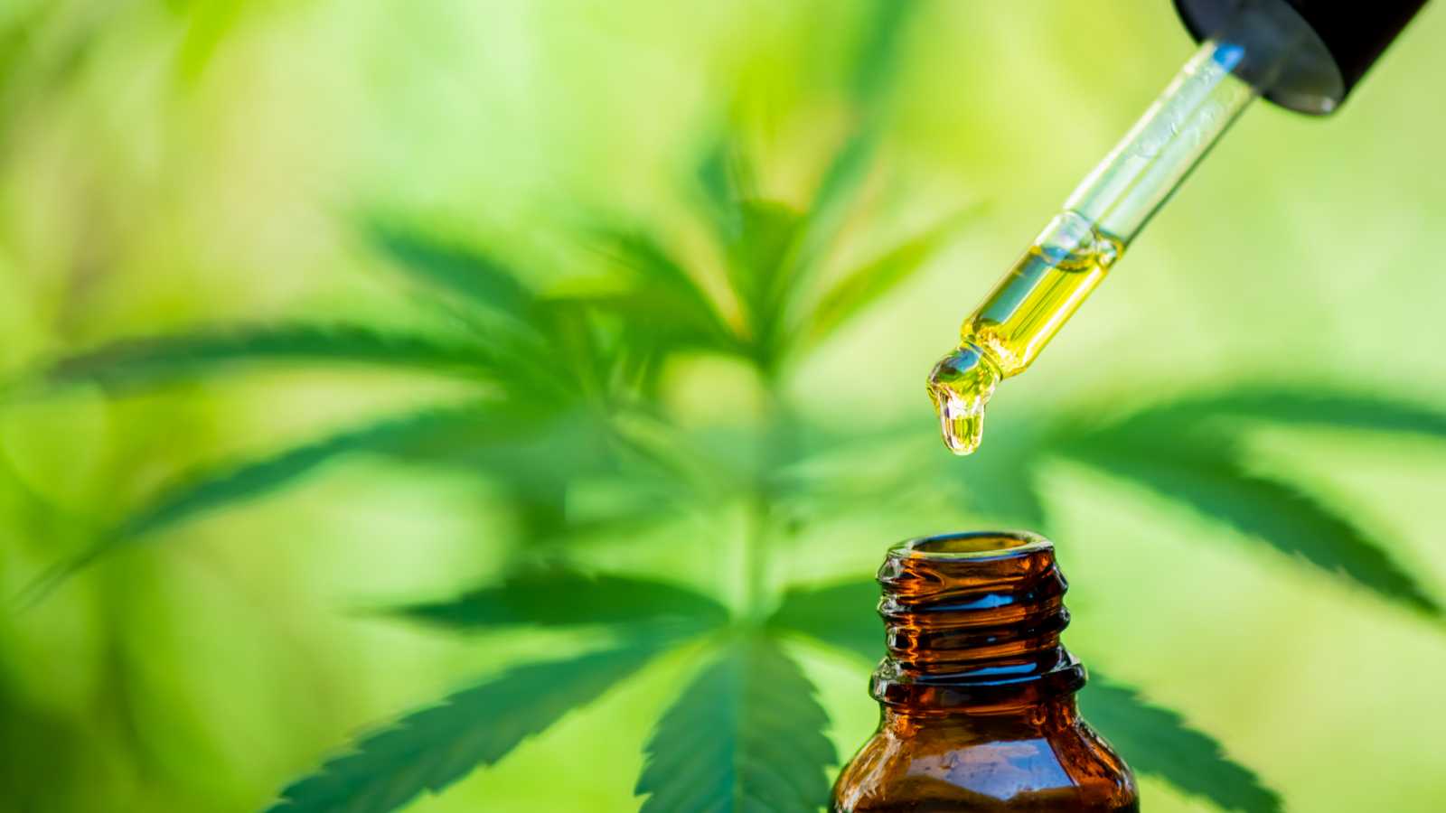 Vše, co potřebujete vědět o CBD Vše, co potřebujete vědět o CBD